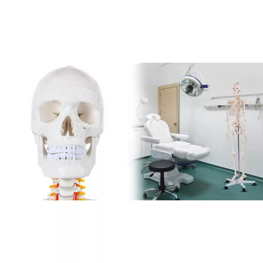 Model človeškega okostja v naravni velikosti s kolesnim stojalom - 206 kosti, premični okončine, idealen za izobraževanje in medicinske demonstracije
