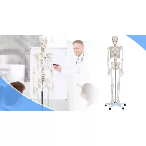 Model človeškega okostja v naravni velikosti s kolesnim stojalom - 206 kosti, premični okončine, idealen za izobraževanje in medicinske demonstracije